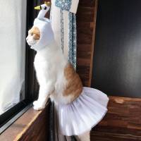 写メテスト()